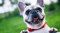 french bulldog summer smile joy 160846