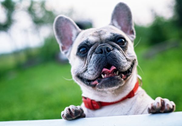 french bulldog summer smile joy 160846